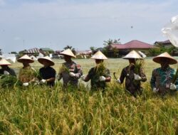 Perdana Panen Padi Program Ketahanan Pangan Gampong Matang Seulimeng