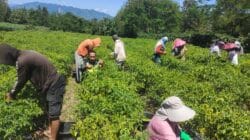 Kepedulian Babinsa Terhadap Petani Cabai