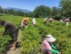 Kepedulian Babinsa Terhadap Petani Cabai