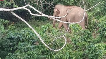 Gajah Liar Masuk Ke Pemukiman Warga Kampung Blang Rakal