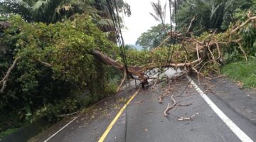 Sempat Mengalami Kemacetan Pohon Besar Tutupi Badan Jalan Lintas Nasional Enang-enang